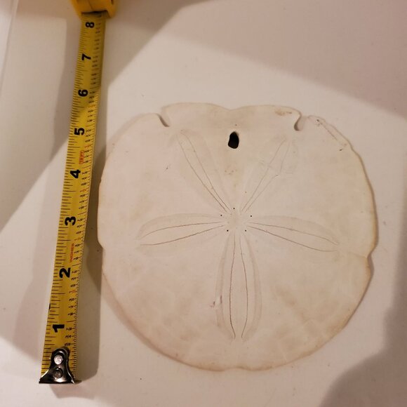 Vintage Keyhole Sand Dollar Seashell 5.5'' Wedding Beach Decor - Picture 6 of 6